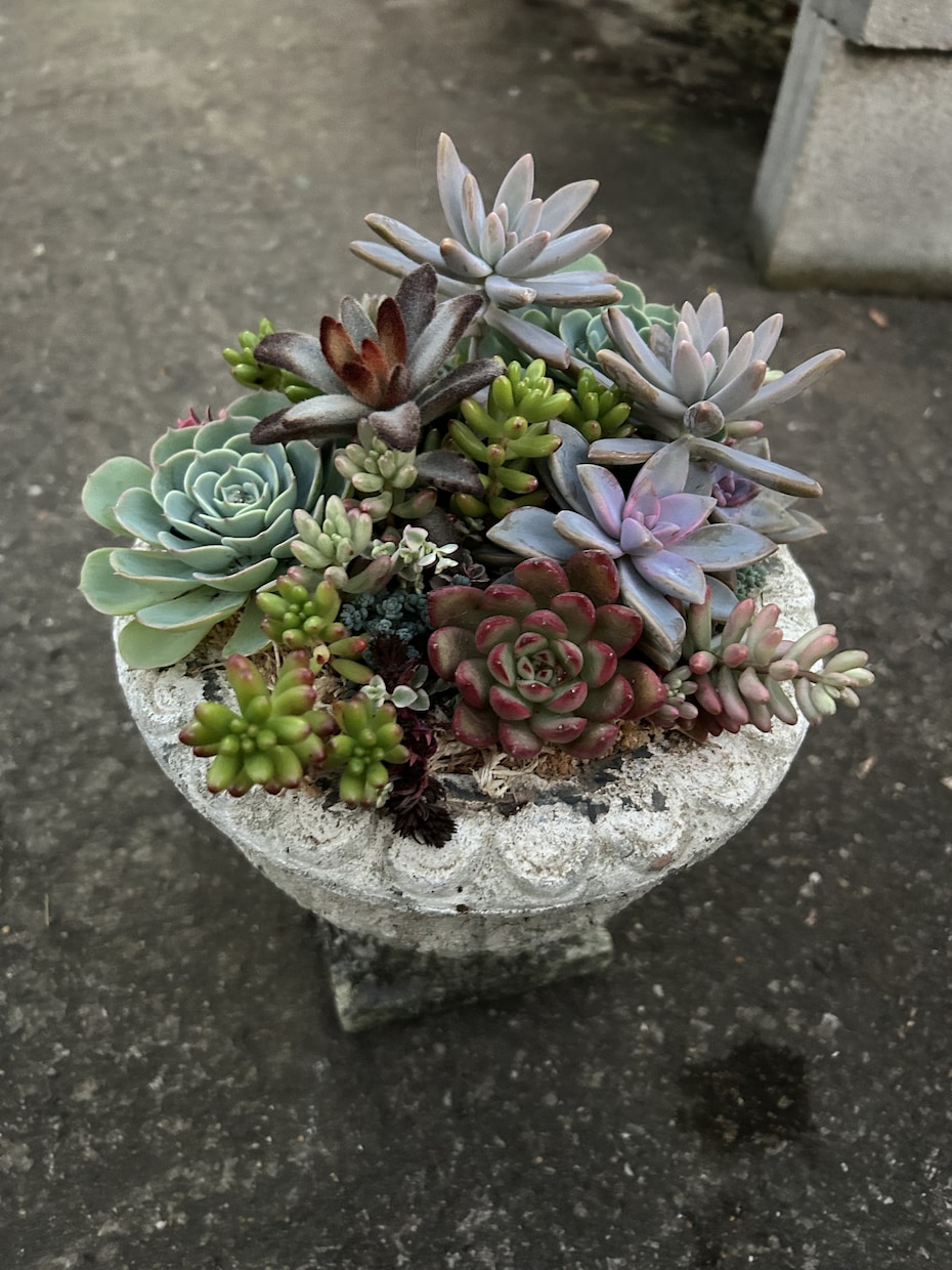 植物の画像を見ながらアドバイスします リアルタイムの植物の画像を見ながら、アドバイスを致します。 イメージ1