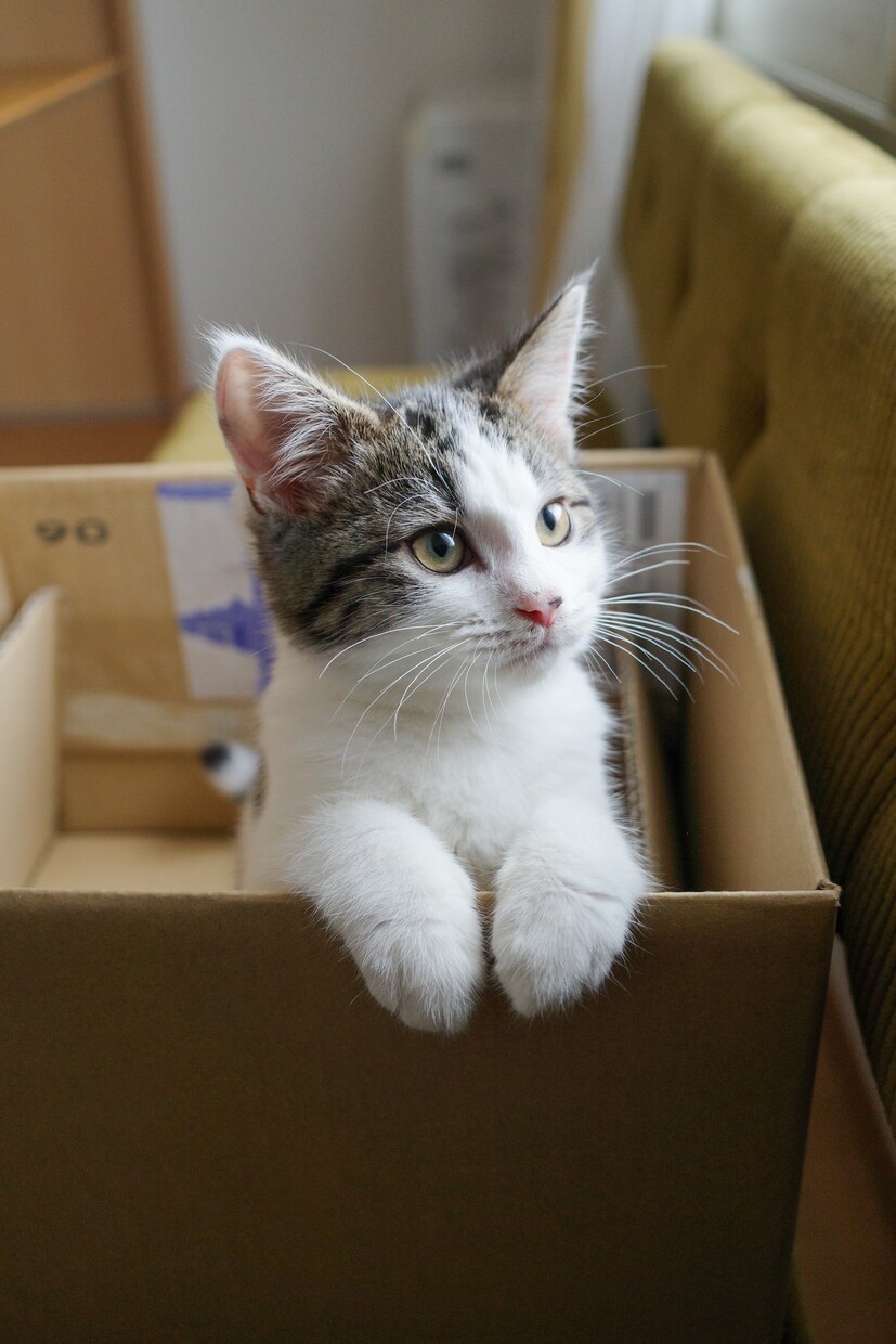 一人暮らしで猫を迎えたい方の相談に乗ります 一人暮らしで猫と暮らして4年。仕事しながら育てるコツを伝授！ イメージ1