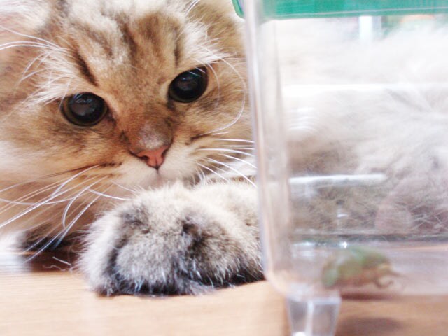 ペットの気持ちを占います そっけなく見えても意外と飼い主さんを観察しているようです イメージ1