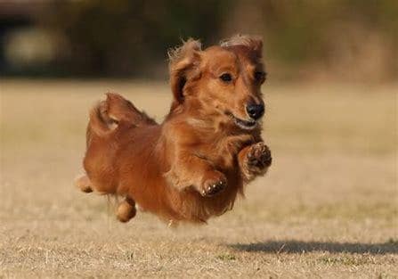 ペットロス。あなたの心を癒します 愛犬を8回亡くした私が貴方のペットロスの気持ちに寄り添います イメージ5
