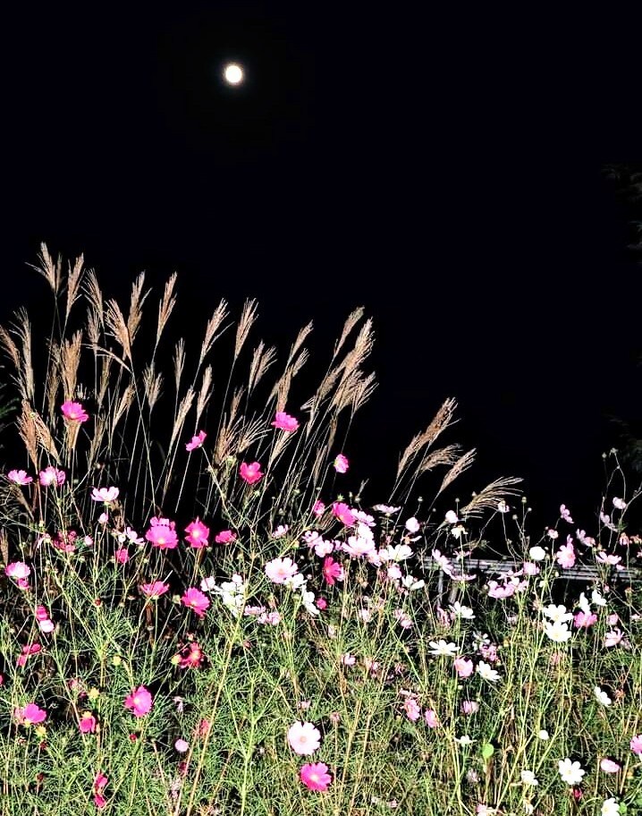 眠れない夜★☆眠くなるまでとことんお付き合いします 今日もお疲れさま♡気分転換　雑談　傾聴　お休みコール　膝枕 イメージ7