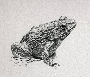 生き物・自然・その他をリアルイラストで描きます 長年出版業界に携わっているプロイラストレーターが制作致します イメージ9