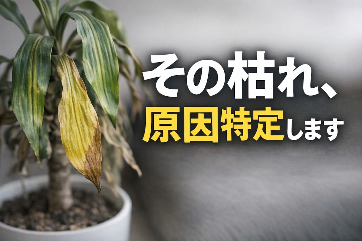枯れかけ観葉植物を写真で原因特定します 「その症状、放置すると手遅れかも」 イメージ1