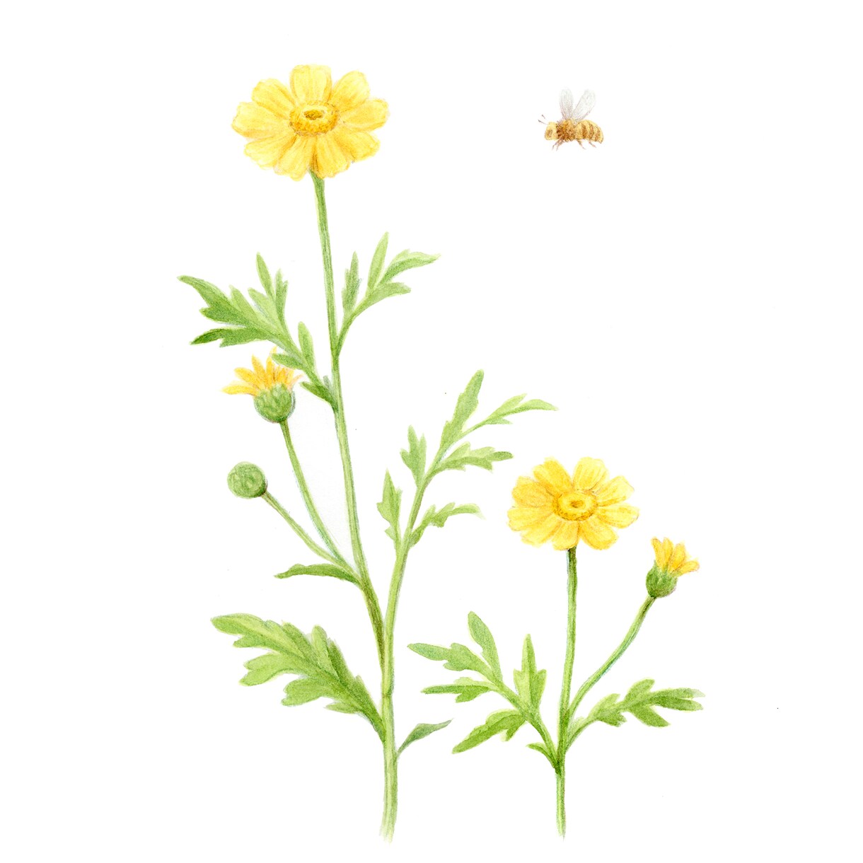 水彩画で植物イラストを描きます ボタニカルアートのようなイラストならおまかせください イメージ2