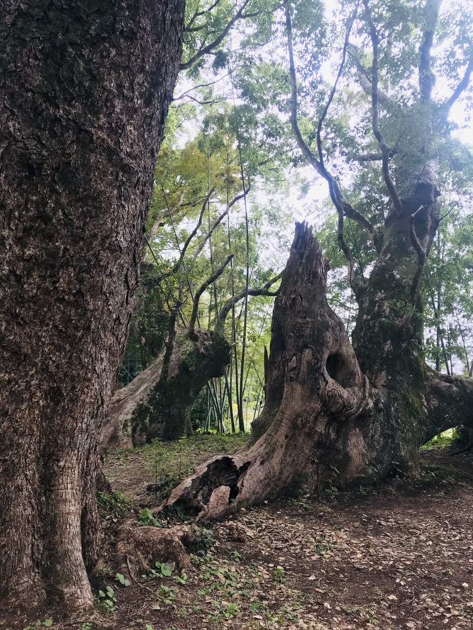 1年の地図をお伝えします この結果はぜひどんな時もあなたのそばに置いてあげてください。 イメージ1