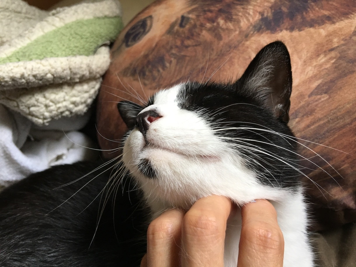 アニマルコミュニケーションをします ペットや動物達が何を考え、何を感じているのかを通訳します。 イメージ1