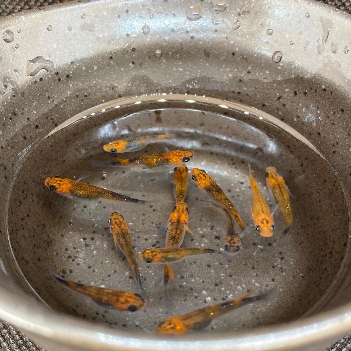 ペットショップ店員がメダカの飼育お答えします 飼育の相談お気軽に！病気の相談も可 イメージ4