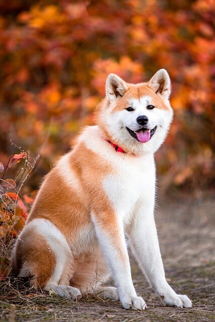 犬を家族に迎える前に！愛犬のためになります 犬を家族に迎える前の知識と心構えを新人飼い主さんに！ イメージ5