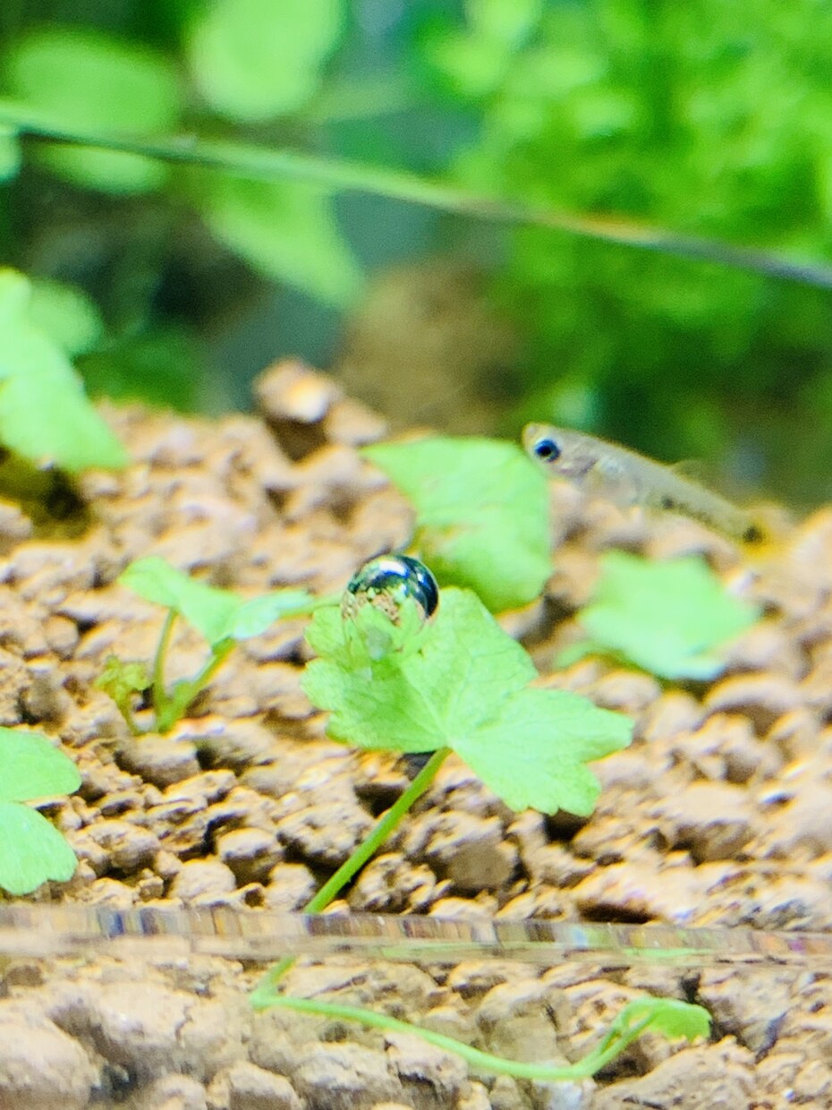 アクアリウムについてお応え致します アクアリウムがきっと癒してくれます( ⁎ᵕᴗᵕ⁎ ) イメージ1