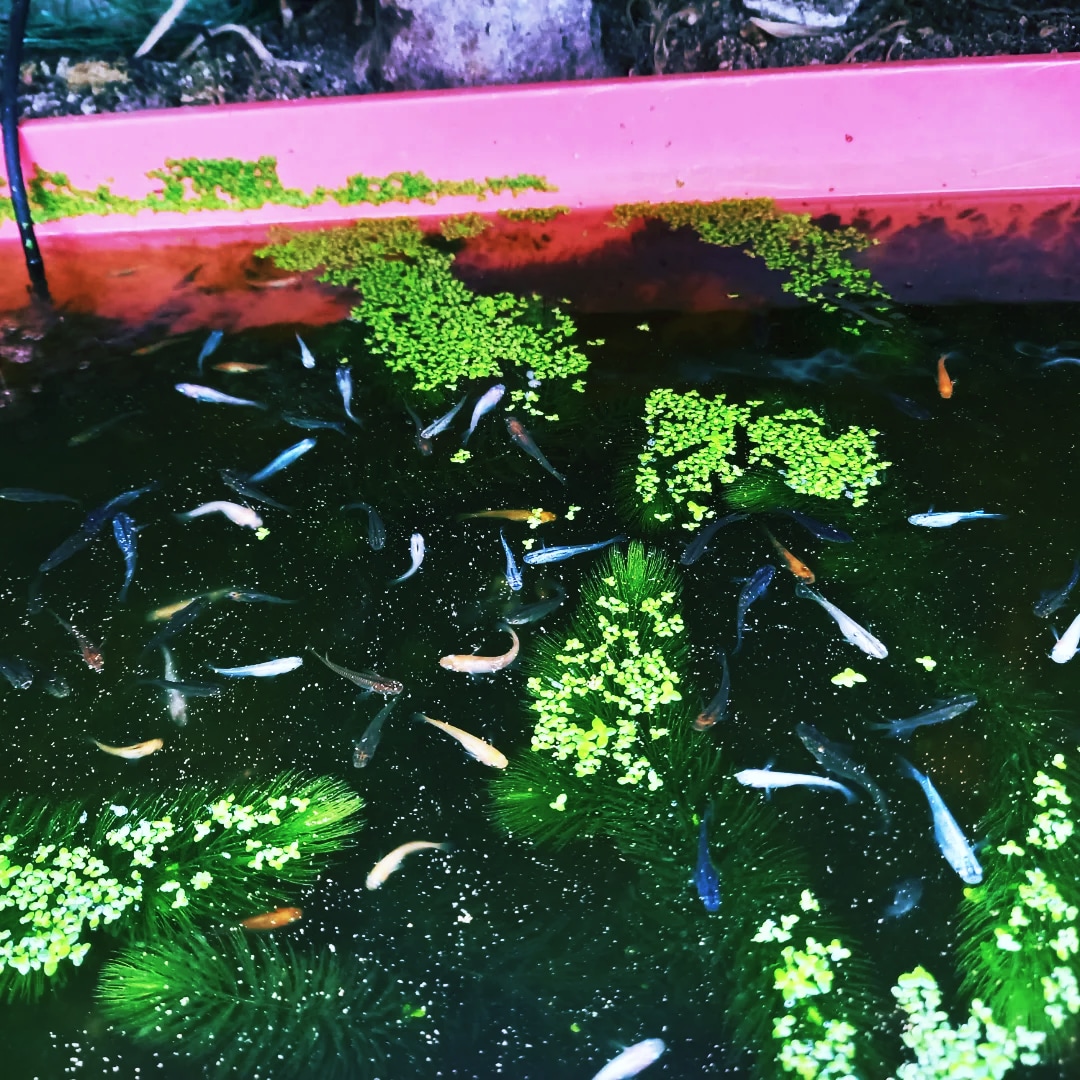 金魚の飼育、産卵、色揚げの方法など教えます 可愛い金魚のために出来る事、一緒に探してみませんか？ イメージ10