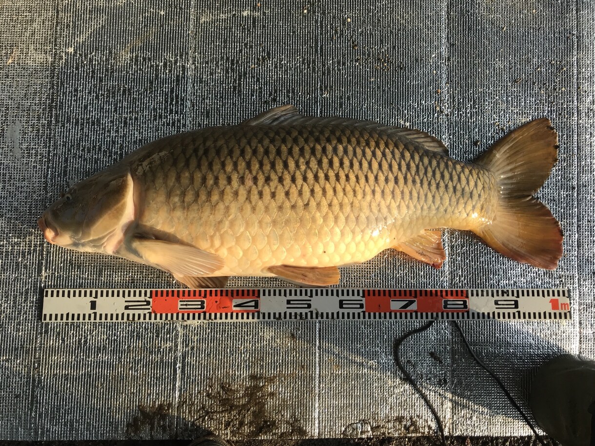 鯉釣りのお悩みを全て解決いたします なかなか釣れない もっと大きいのが釣りたい方へ イメージ1