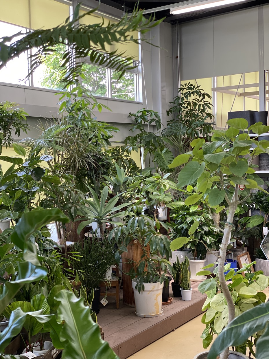 観葉植物など。。一緒に解決して、アドバイスします 初心者の方、急に調子悪くなってきた…気軽に解決しましょう イメージ2