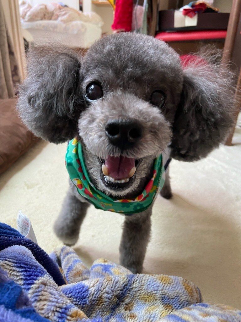 愛するペットが亡くなった今の深い悲しみ聞きますます ワンちゃんネコちゃんが今何感じて何を思っているか聞きたいです イメージ1
