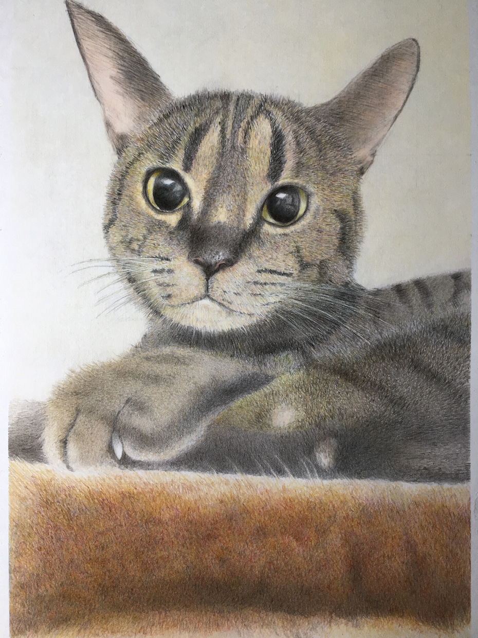 大切なペットを色鉛筆等で描かせて頂きます 可愛いペットを出来るだけ忠実に描かせて頂きます。 イメージ2