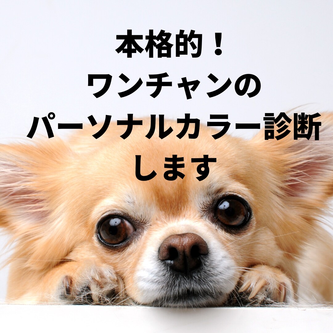 愛犬のパーソナルカラー診断させていただきます ワンチャンでもできる！本格パーソナルカラー診断！ イメージ1