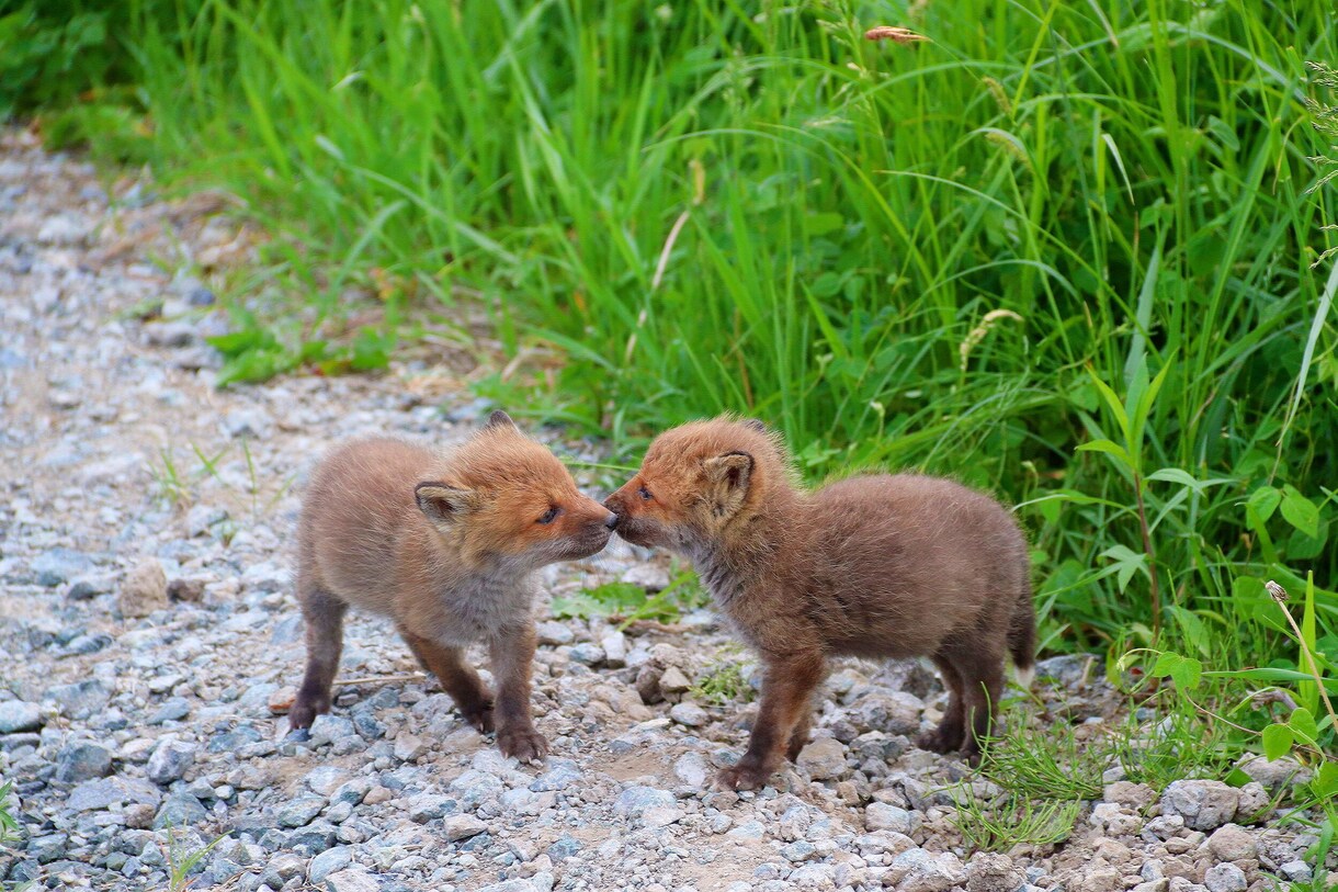 北海道の様々な写真を提供致します 北海道の写真で、忙しい毎日にプチ癒しを！ イメージ4