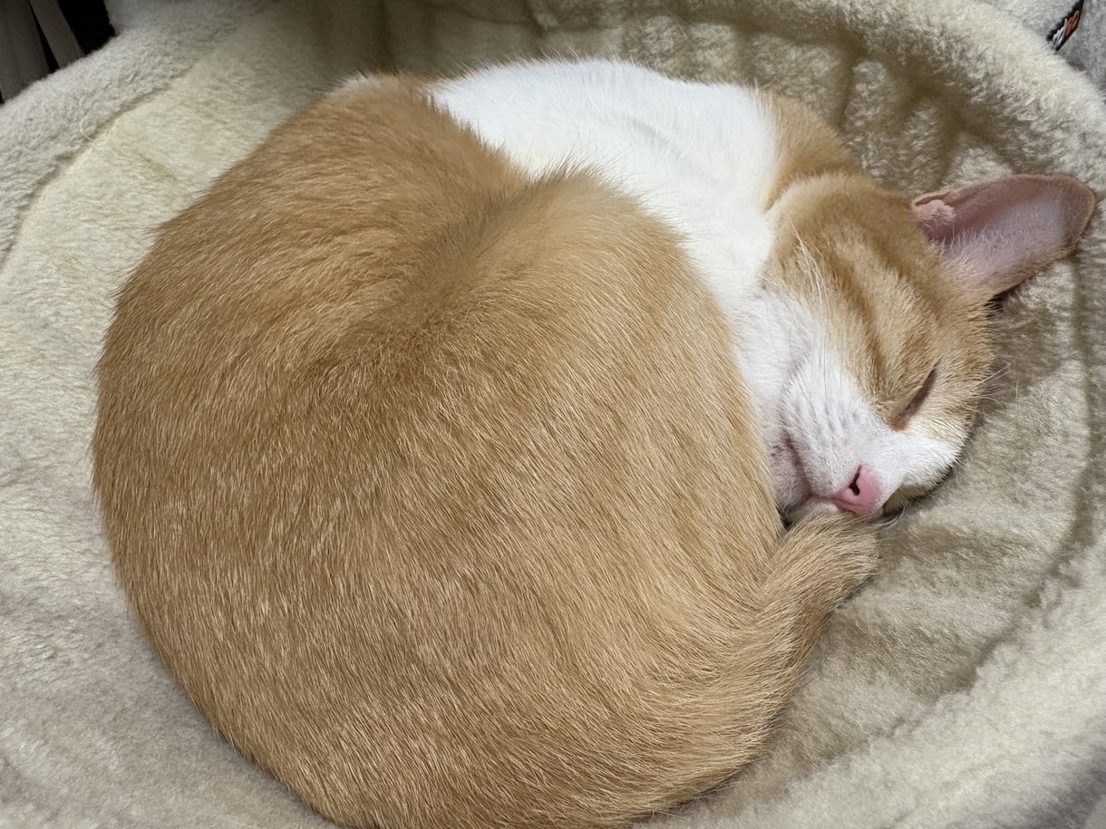 愛玩動物看護師がペットのお悩み解決します イヌネコ(エキゾチック応相談)愛玩動物看護師にお悩み相談 イメージ3