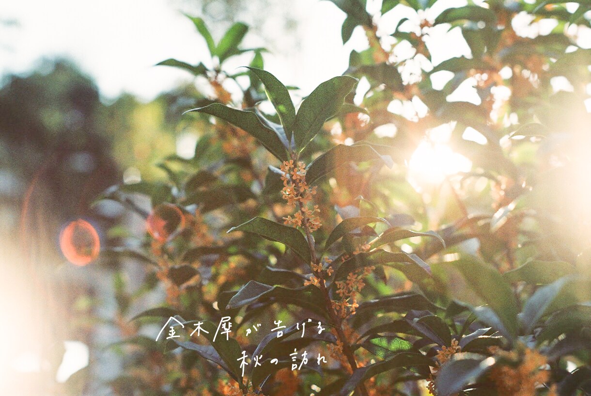 心が動くあったかい文字を、手書きします 写真に文字を添えて、魅力を最大限に引き出します イメージ7