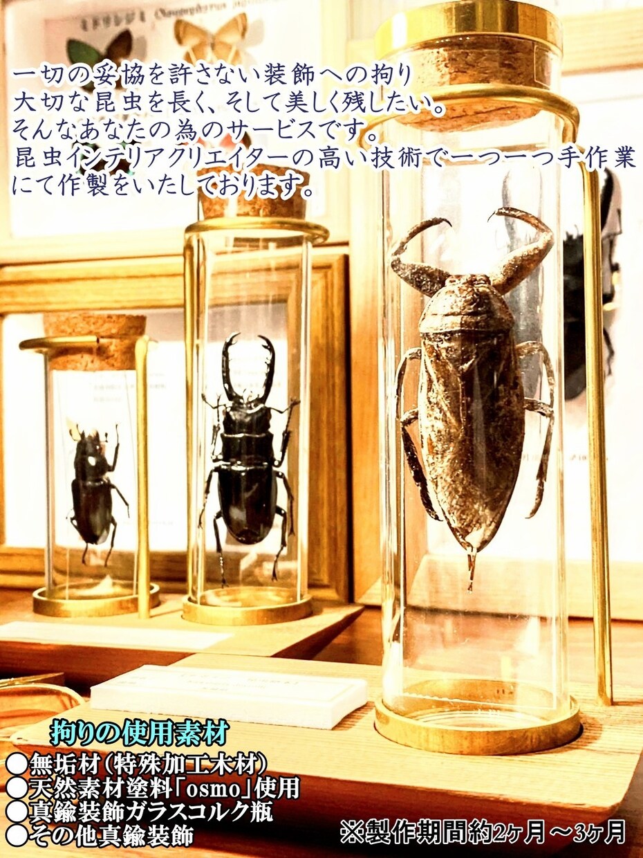 昆虫標本製作（インテリア標本）を承ります 希少なサービス。昆虫を芸術作品として蘇らせます！ イメージ2