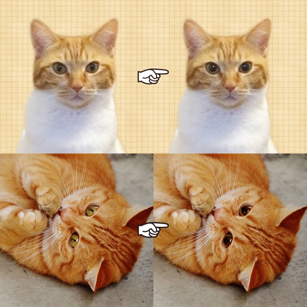猫ちゃんの写真修正★瞳孔デカ目★にします うちの子もっとスゴイんです！惜しい写真を自慢の一枚に イメージ1