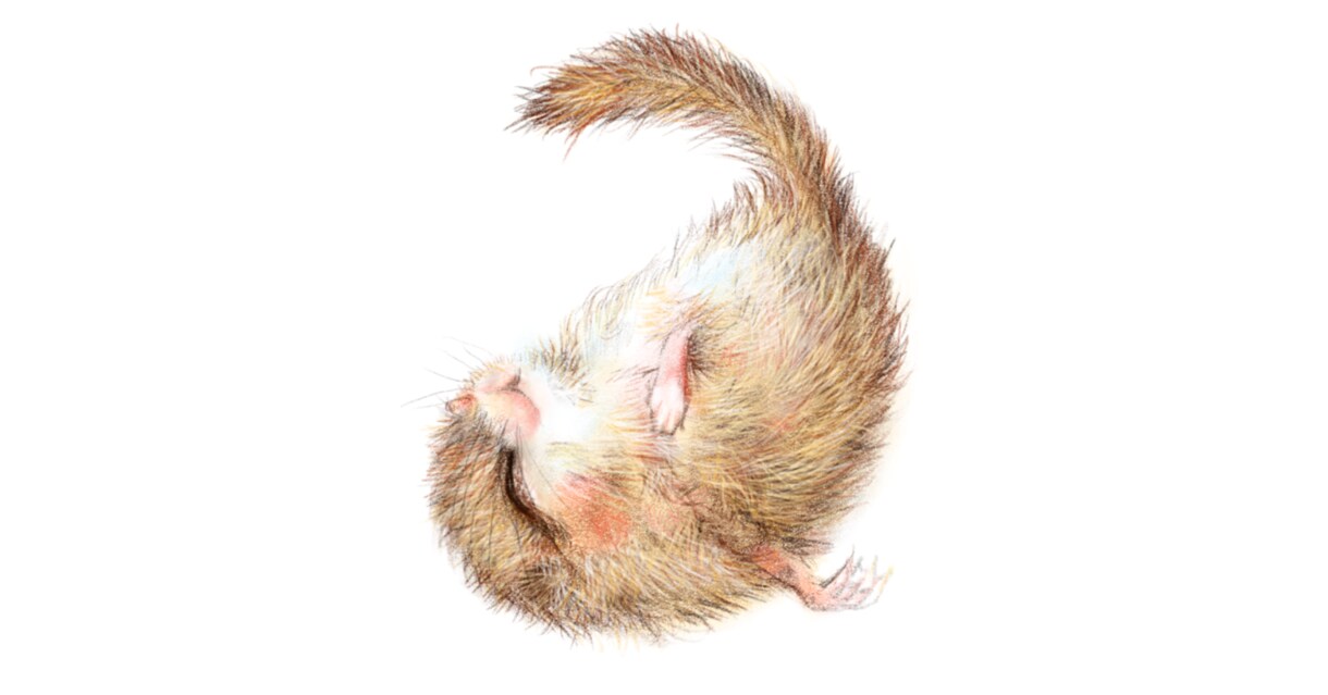 リアルな動物イラスト描きます ペットやお客様の好きな動物をお描きします。 イメージ4