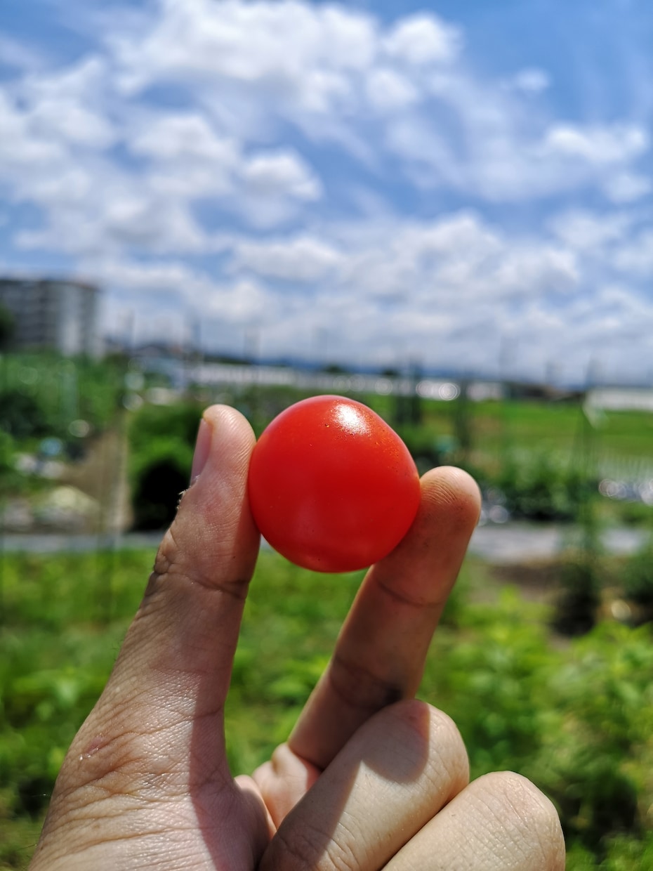 家庭菜園はお任せ！お悩み解決します 土作り、プランター、ベランダ、日陰、様々な話題に丁寧に対応！ イメージ2
