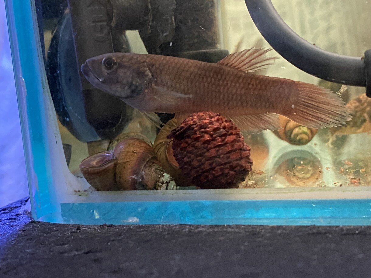 熱帯魚の飼育教えます 熱帯魚飼育の楽しさを提供させていただきます イメージ1