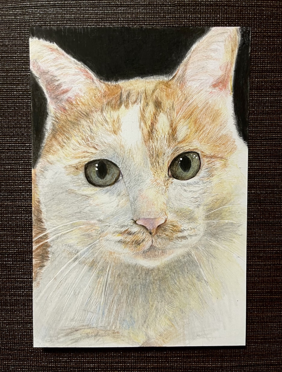 大切なペットの似顔絵描きます 猫のみ色鉛筆で大切な家族の似顔絵を描きます。 イメージ2