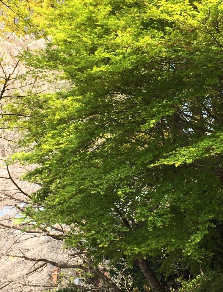 お話したら和みます 迷ったら気楽にに遊びに来てください。あなたはきっと大丈夫。 イメージ1
