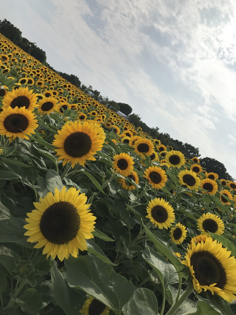 あなたの「なりたい姿」手伝います 栄養士が食事をサポート！【痩せやすい体】を手に入れましょう。 イメージ1