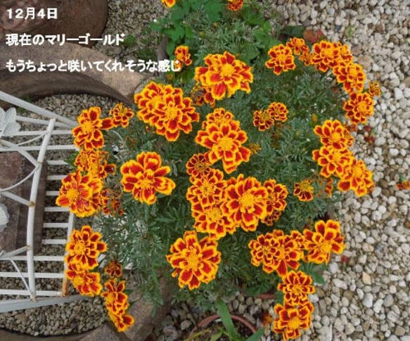 花の種　いろいろ　選べます 自家栽培の種ですが、いろいろあります。 イメージ10