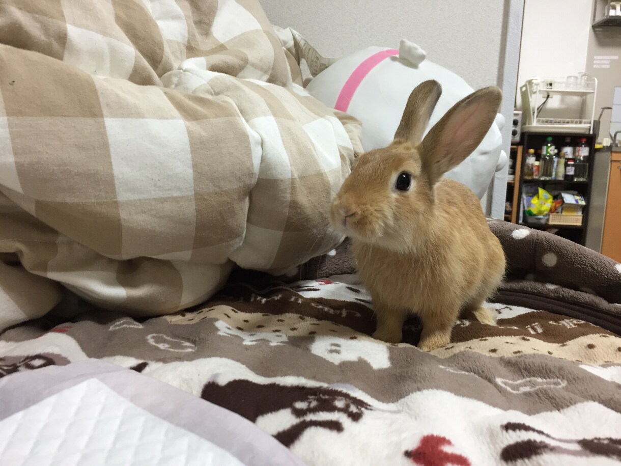 うさぎを飼いたい方にオススメ！飼い方教えます うさぎを飼おうか迷っている方に飼い方教えます！ イメージ1