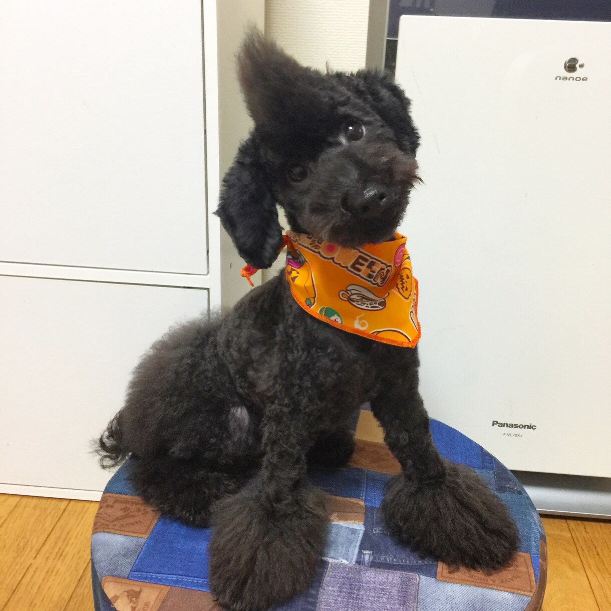 あなたやご家族の生活にぴったりの犬種を紹介します これからワンダフルな生活をする予定のご家族に！ イメージ1