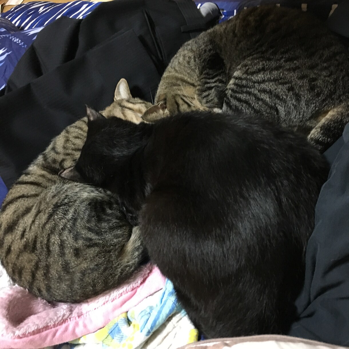 猫の気持ち飼い方かわからないひとおすすめしてます 猫の飼い方か猫の気持ちおしえます イメージ1