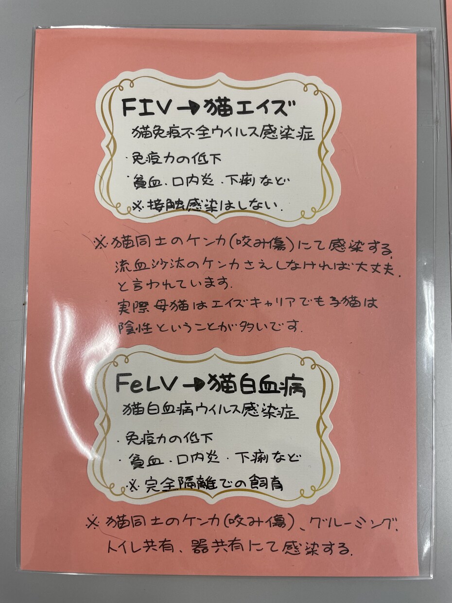 地域猫や多頭飼育崩壊した猫の格安不妊手術相談承ます この出品は購入はされないで、DMからお問い合わせ下さい イメージ6