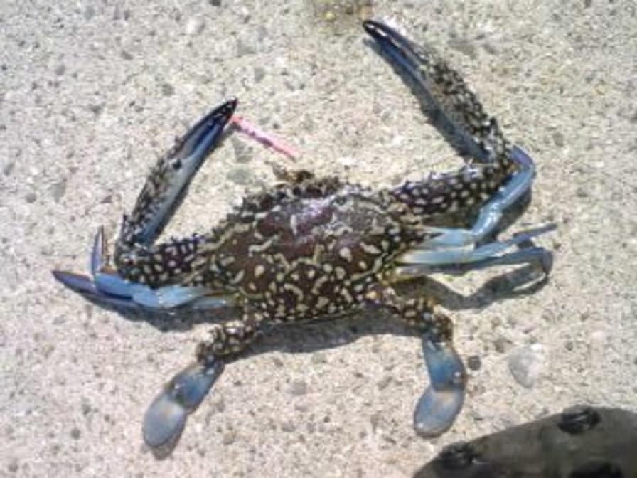 カニ釣り！海での美味しい カニを釣る方法教えます 簡単にカニは釣ることが可能なんです。 釣り方をお教えします。 イメージ1
