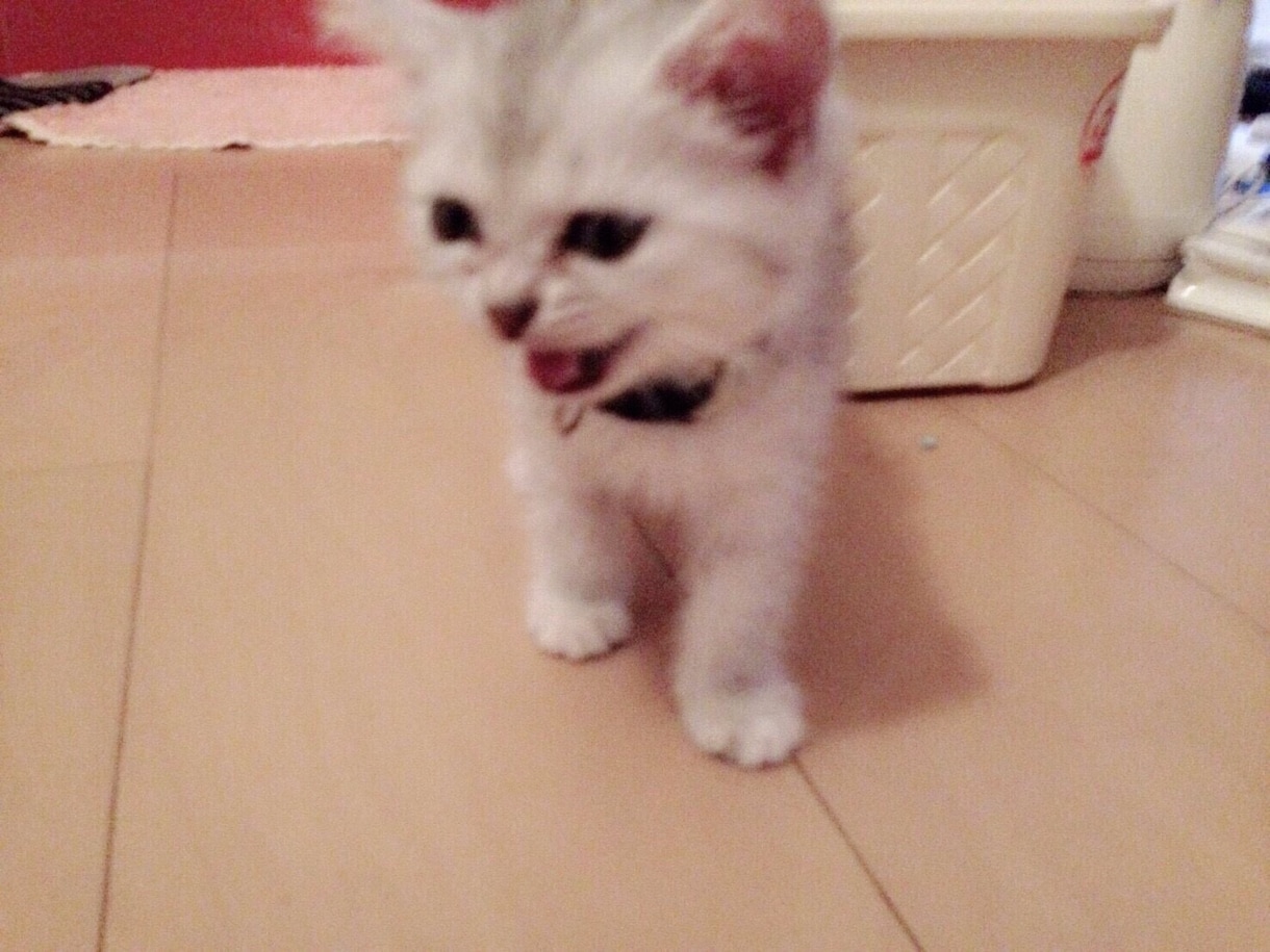 猫ちゃんに関する相談のります 猫を飼ってみたい方飼っている方の相談に乗ります。 イメージ1
