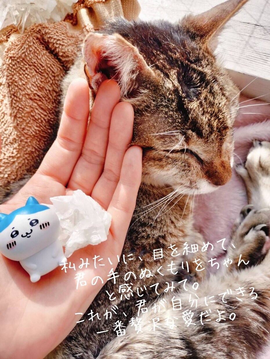 猫のオラクルカードでメッセージを届けます ネコ世界から届く愛と癒やしのスピリットメッセージ イメージ7