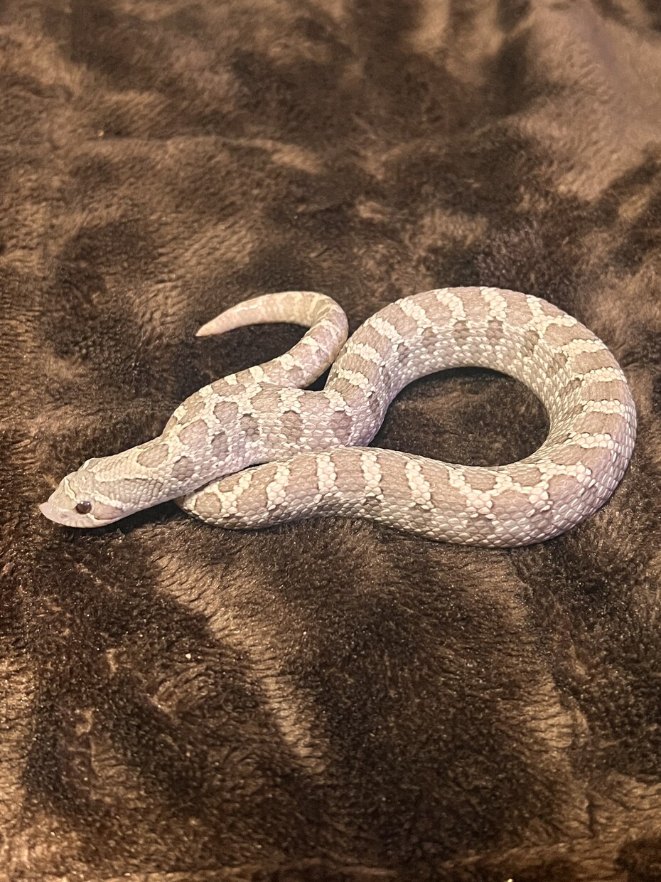 爬虫類の飼育に関してのご相談をお受け致します 動物の飼育に関する相談、アドバイス等受け付けます イメージ1