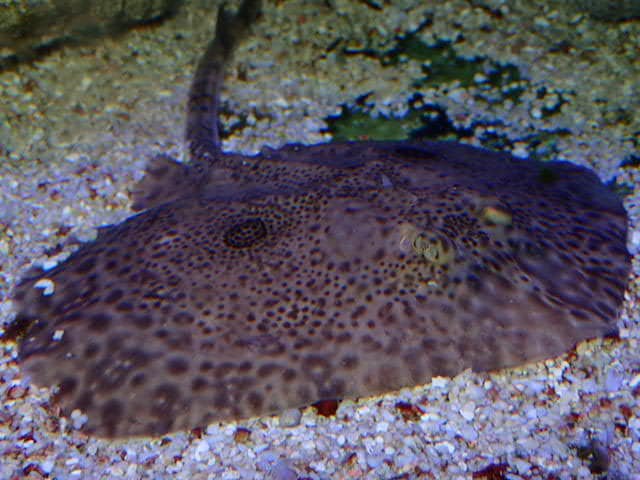 熱帯魚海水魚の飼育相談承ります アクアリウム歴20年以上の元アクアショップ店員アドバイザー イメージ5