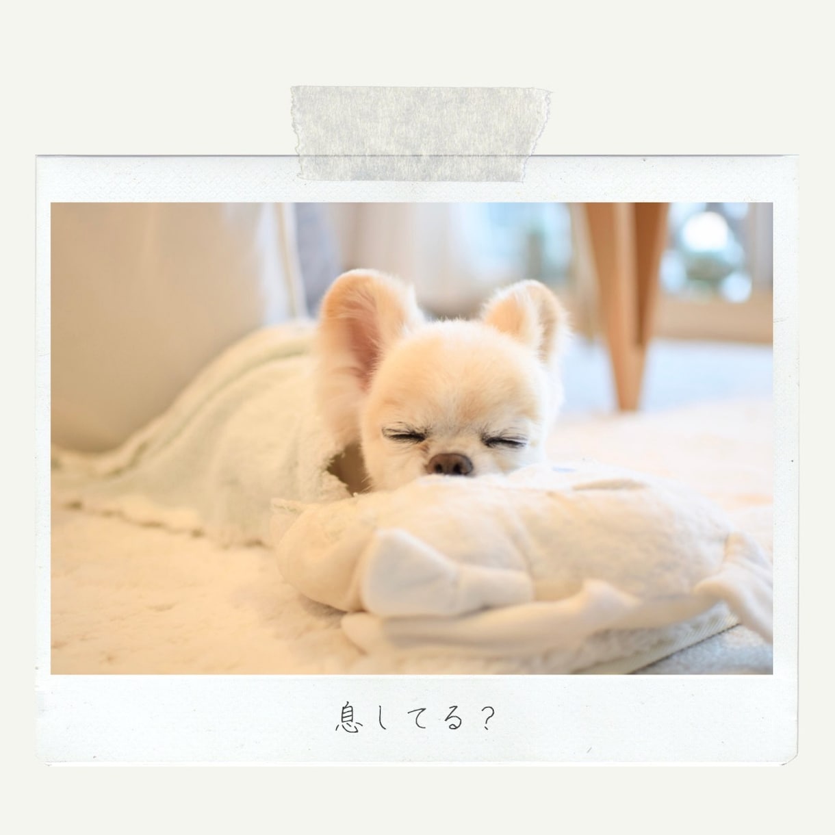 やまや白丸が話し＾＾ます 相談事あるけれど、白丸さんってどんな人？と知って頂けます。 イメージ1