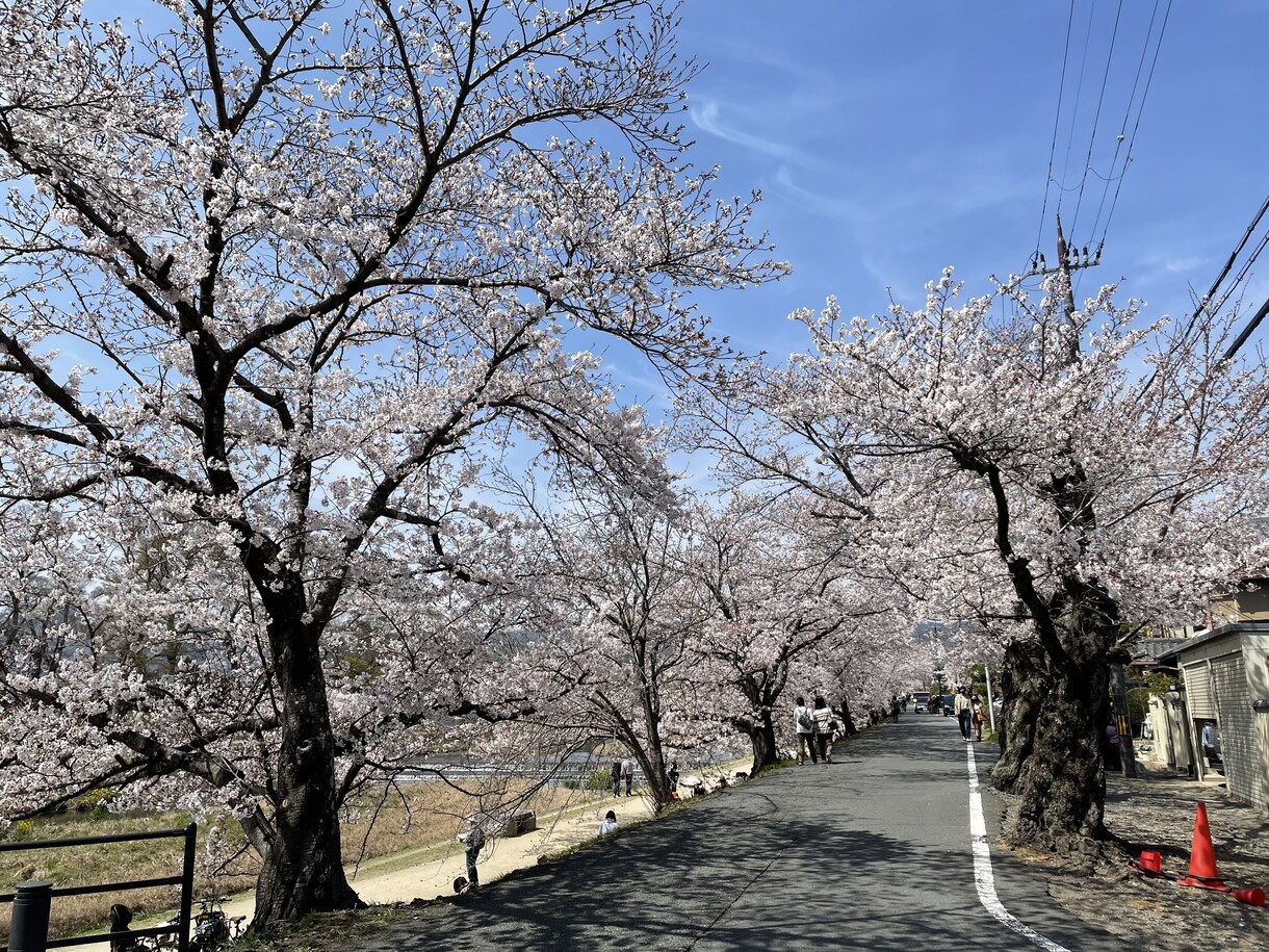京都市内の動画や写真撮影代行致します 京都の気になる場所、お教えください♪他ジャンルの撮影要相談 イメージ1