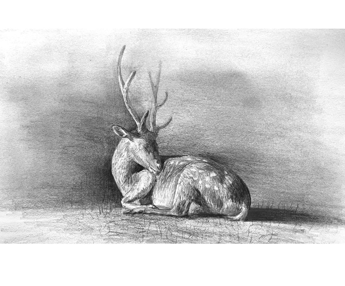 原画郵送♪  大切なペットを鉛筆でリアルに描きます 原画郵送/リアルな鉛筆スケッチ画/ポストカード〜A4まで イメージ4