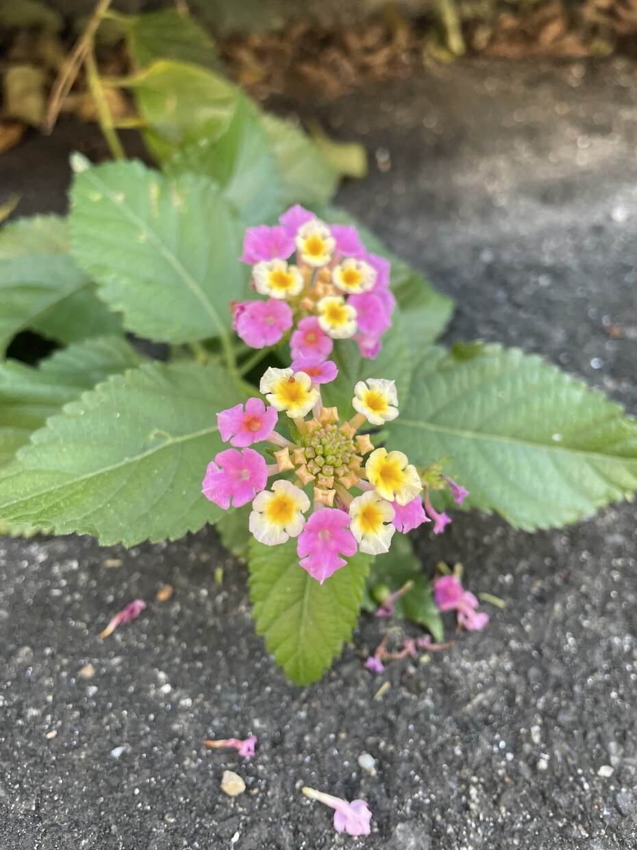 色んな恋をしてきたからこそアドバイスできます 会話を重ねて話し合い悩みを解決していけたらと思います。 イメージ1