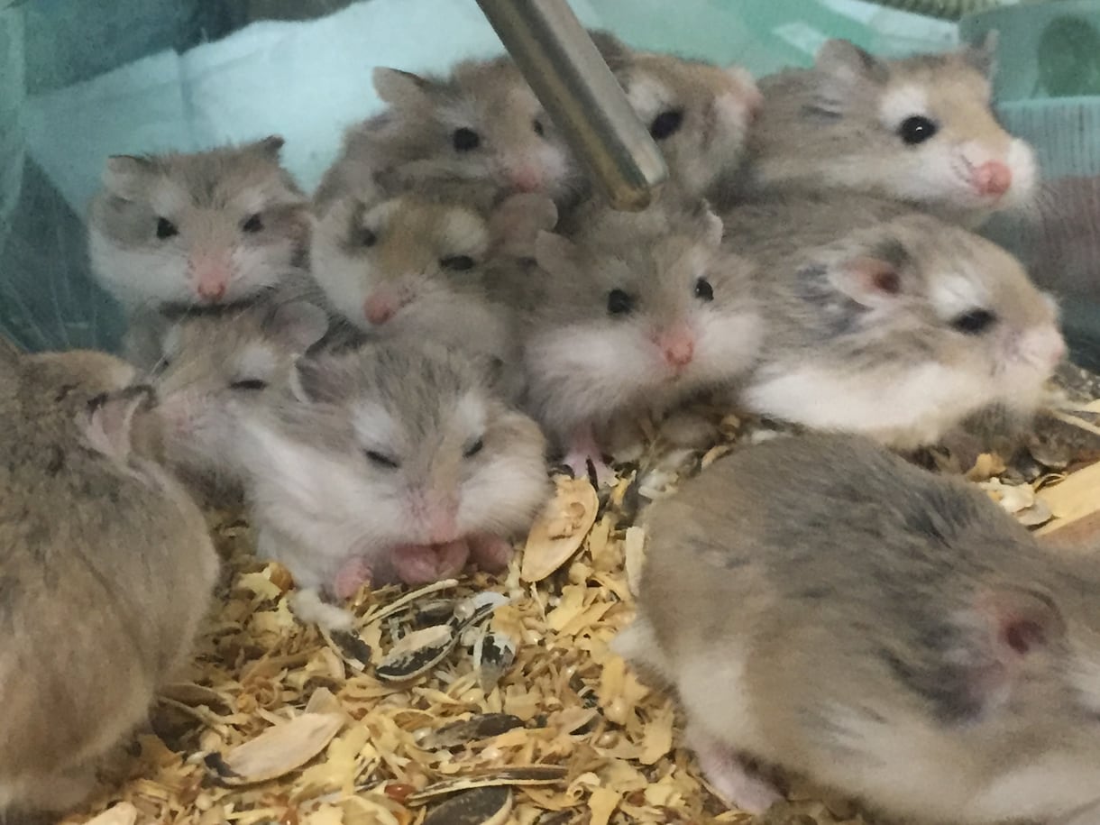 ハムスター飼育について相談受けます ロボロフスキー繁殖成功、ジャンガリアン、最大18匹ほど飼育 イメージ2