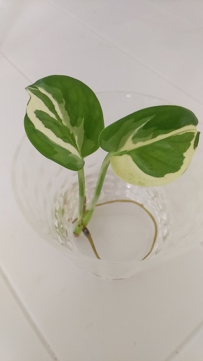 あなたの【新生活】応援します まったりお話し◎否定はしません。優しく聞きます～ イメージ4