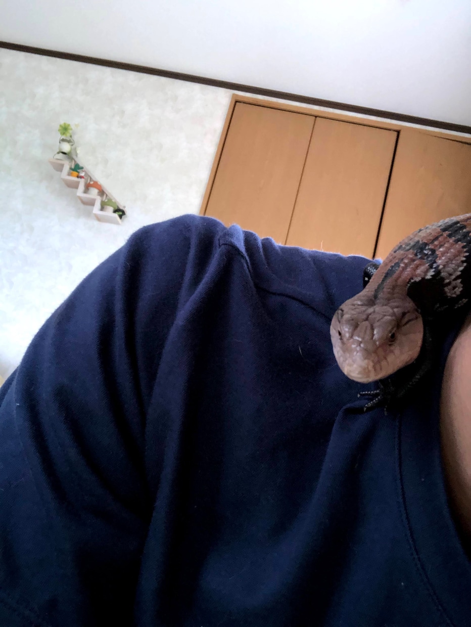 爬虫類（レオパ、アオジタ）の飼育方法教えます 〜爬虫類を初めて飼ってみたい人、飼育初心者の為の飼育方法〜 イメージ4
