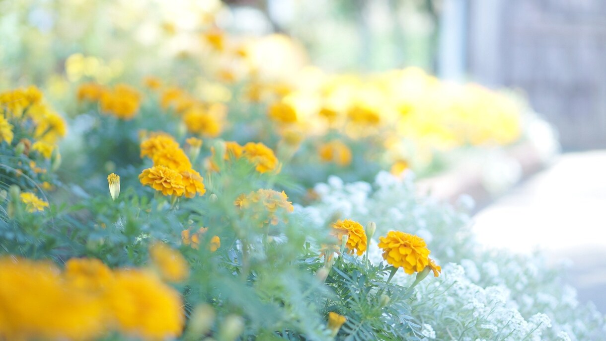 ブログ、SNS用のお花の写真の画像を提供します お花の写真をプラスすることで見る人の心を癒します イメージ1