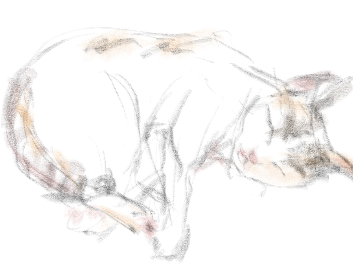 選べるタッチでペットをお描きします お好みのタッチでペットのお写真を残してみませんか イメージ4