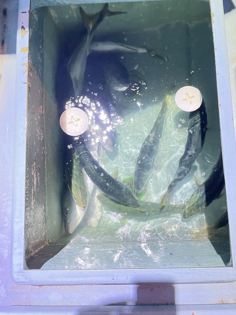 ルアー釣り教えます 今から始める初心者にも実績を踏まえてわかりやすく解説します！ イメージ6